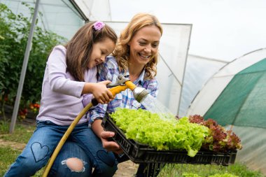 Mutlu çiftçi aile çalışanları seradan marul ve sebzeleri hasat edip sulıyor. Çiftlik insanları yaşam tarzı konsepti