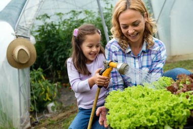 Mutlu çiftçi aile çalışanları seradan marul ve sebzeleri hasat edip sulıyor. Çiftlik insanları yaşam tarzı konsepti