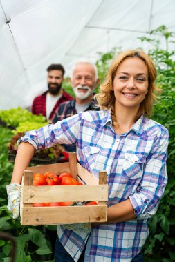 Dost canlısı çiftçi takımı sera bahçesinden taze sebze topluyor. Tarım, sağlıklı gıda insanları kavramı.