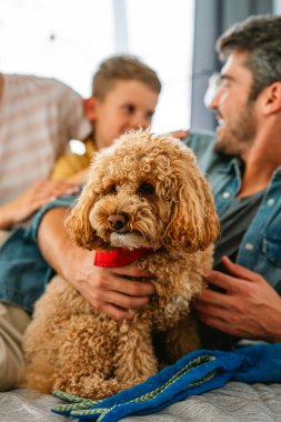 Şirin köpek, rahat bir evde sahiplerinin sevgisinden hoşlanıyor. Çift, çocuk ve kürklü arkadaşla ilgilenmek, bir bağ kurmak. Resim, aile hayatını, aile mutluluğunu ve sevgiyi evcil hayvanla paylaşmanın sevincini gösteriyor.