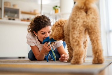 Şirin köpek, rahat bir evde sahiplerinin sevgisinden hoşlanıyor. Birkaç evcil hayvan ve kürklü arkadaşla ilgilenmek, bir bağ kurmak. Resim, aile hayatını, aile mutluluğunu ve sevgiyi evcil hayvanla paylaşmanın sevincini gösteriyor.