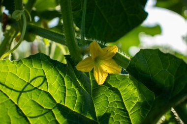 Akşamları bahçede açan kavun çiçeği.