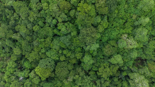 stock image Green tropical forest in Aceh Province, Indonesia
