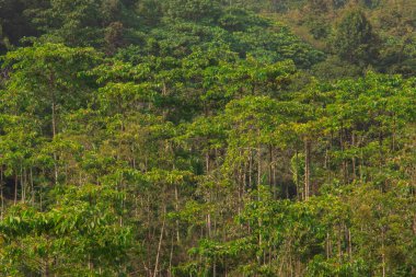 Tropikal ormanın tepesinden bak