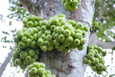 Sapında yeşil incir