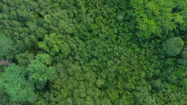 Tropikal ormanın havadan görünüşü, Aceh, Endonezya