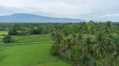 Sabah güzel yeşil pirinç tarlaları ve arka planda dağlar, Aceh ili, Endonezya.