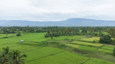 Sabah güzel yeşil pirinç tarlaları ve arka planda dağlar, Aceh ili, Endonezya.