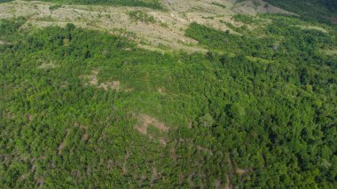 Tropikal ormanın tepesinden bak