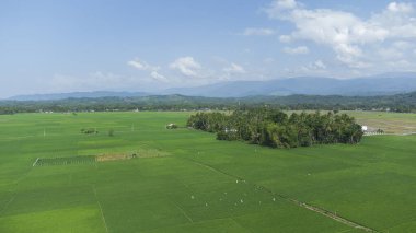 Sabah güzel yeşil pirinç tarlaları ve arka planda dağlar, Aceh ili, Endonezya.