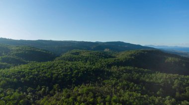 Tropikal ormanın tepesinden bak