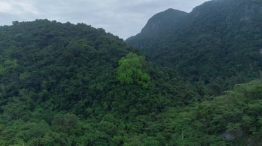 Tropikal ormanın tepesinden bak