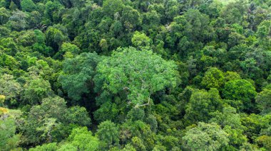 Tropikal ormanın tepesinden bak
