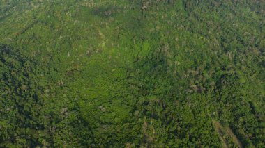 Tropikal ormanın tepesinden bak