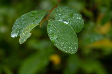 Morning dew on the green leaves