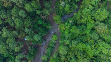 Tropikal ormanın tepesinden bak