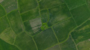 A high view of trees in the middle of rice fields