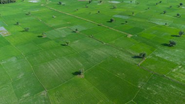 A high view of trees in the middle of rice fields