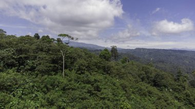 High angle view tropical forest