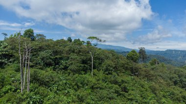 High angle view of tropical forest