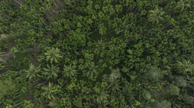 High angle view areca plantation