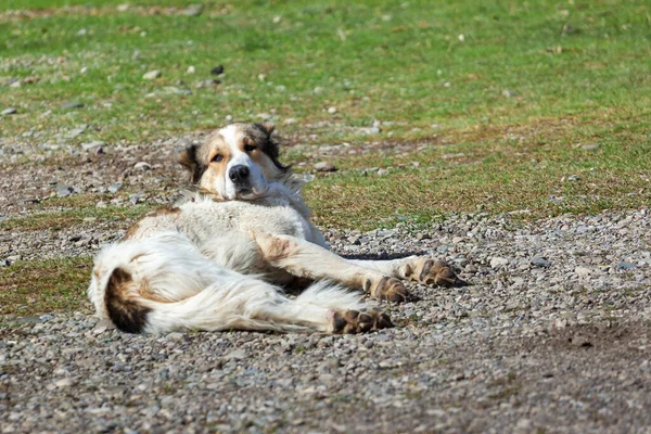 Stora Vita Shepherd Hund Marken Djur — Stockfoto