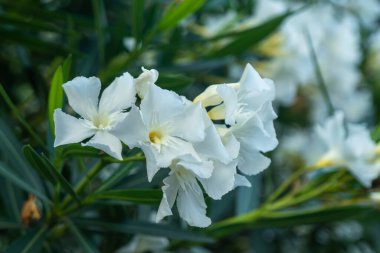 Nerium Oleander, beyaz çiçekler ve yapraklar. Flora.