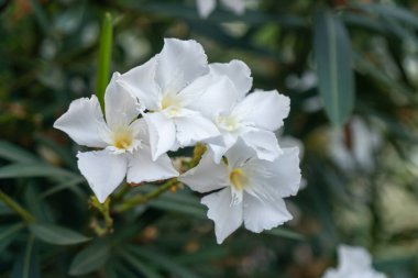 Nerium Oleander, beyaz çiçekler ve yapraklar. Flora.