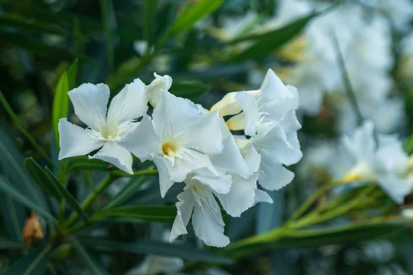 Nerium Oleander White Flowers Foliage Flora — Stock Photo, Image