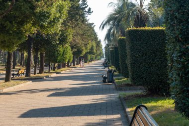 Georgia, Batumi seti üzerinde palmiye ağaçları ve diğer ağaçlarla park edin.