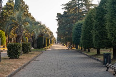Georgia, Batumi seti üzerinde palmiye ağaçları ve diğer ağaçlarla park edin.