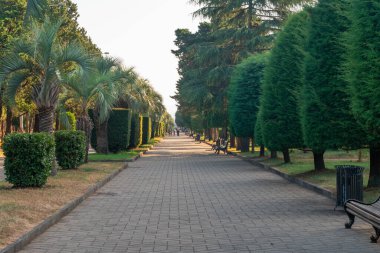 Georgia, Batumi seti üzerinde palmiye ağaçları ve diğer ağaçlarla park edin.