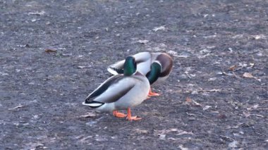 ducks resting on a ground near pond. High quality 4k footage