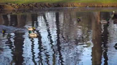 Ducks swims in the pond city park. High quality 4k footage