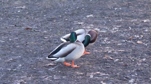 Ducks Resting Ground Pond High Quality Footage — Vídeos de Stock
