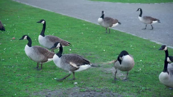 Canada Geese Eating Grass Local Park High Quality Footage — Video Stock