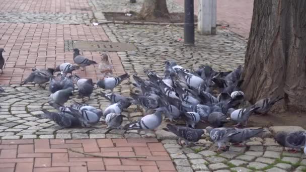 Flock Pigeons Doves Street Dortmund High Quality Footage — Stockvideo