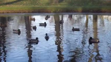 Ducks swims in the pond city park. High quality 4k footage