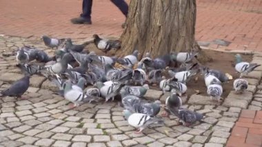 Flock Of Pigeons And Doves At Street. Dortmund. High quality 4k footage