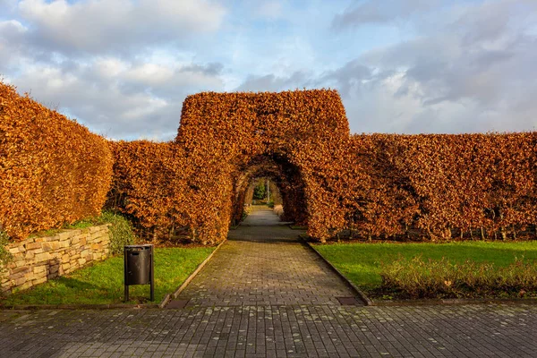 Tree tunnel in Dortmund. Trees are trimmed to arc, garden design