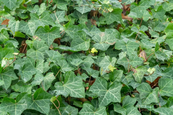 Zöld Hedera Borostyán Növények Létrehozása Textúra Háttér Természet Jogdíjmentes Stock Fotók
