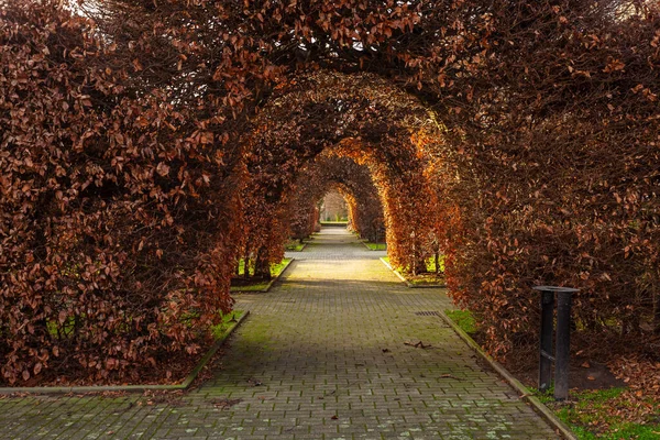 Tree tunnel in Dortmund. Trees are trimmed to arc, garden design