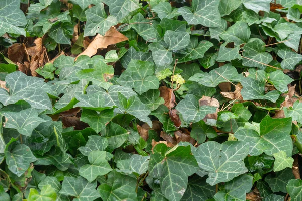 Green Hedera Ivy Ivies Plants Creating Texture Background Nature — Foto de Stock