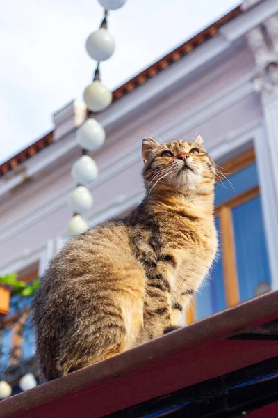 トビリシ市内の古い歴史的建造物の屋根の上に猫を座っています — ストック写真