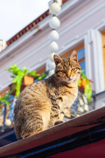 トビリシ市内の古い歴史的建造物の屋根の上に猫を座っています — ストック写真