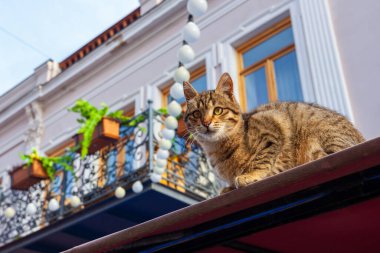 Tiflis şehrindeki tarihi bir binanın çatısında oturan bir kedi. Hayvan.