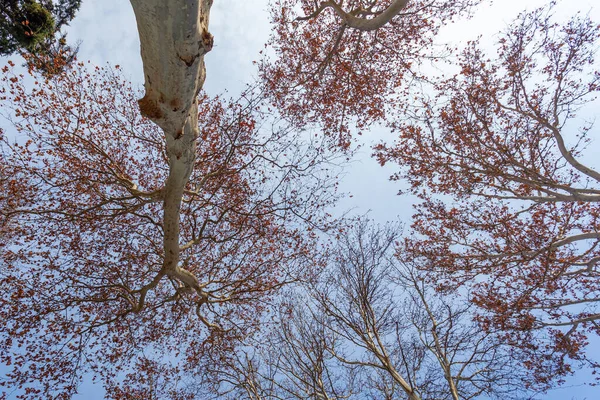 シカモアの木は冬に青空に向かって葉を出します — ストック写真
