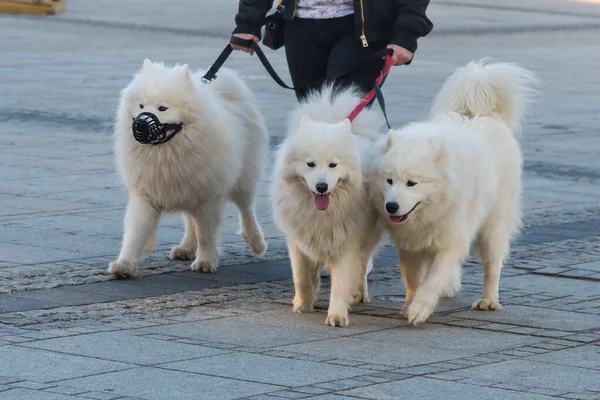 Three White Samoyed Dogs on lead at Echo Point. Enimal