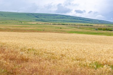 Altın buğday tarlası, olgunlaşmış sarı buğday tarlası. Tarım