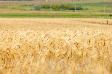 Altın buğday tarlası, olgunlaşmış sarı buğday tarlası. Tarım